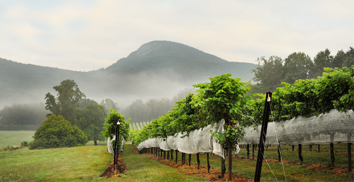 Sip & Repeat: Yonah Mountain Vineyards' Wine Cave Tasting & Tour for Two