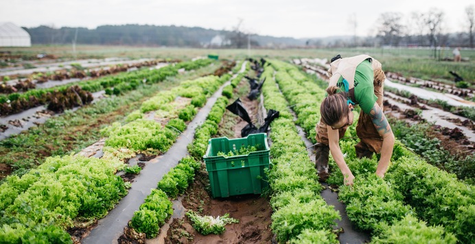 Georgia Grown: Celebrate Earth Day Early with 100% Local Produce Farm Basket from Fresh Harvest